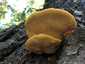 Sárga gévagomba (Laetiporus sulphureus), Duna-part